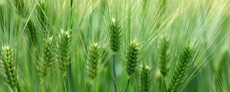 鼎研161小麦种子情况、适宜播期(鼎研161小麦种子简介，适宜播种期10月中下旬)？-会东网
