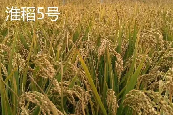 图片[6]-好吃的粳稻品种申优26符合国标一级优质米详情(好吃的粳稻品种申优26国标一级优质米详情)？-会东网