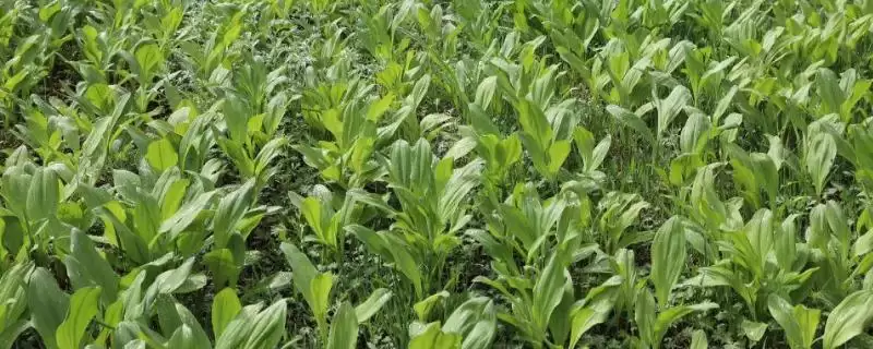 寒葱春季3月下旬种植方法要点(寒葱春季3月下旬种植方法要点)?-会东网