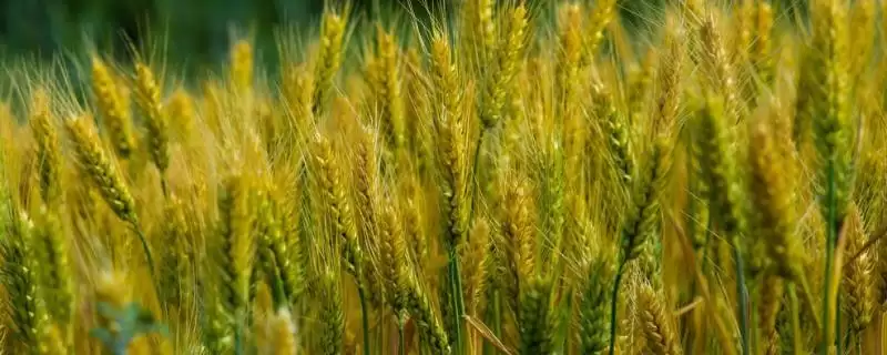 淮麦47小麦种情况、病虫害防治(淮麦47小麦种简介,返青拔节期注意防治纹枯病)?-会东网