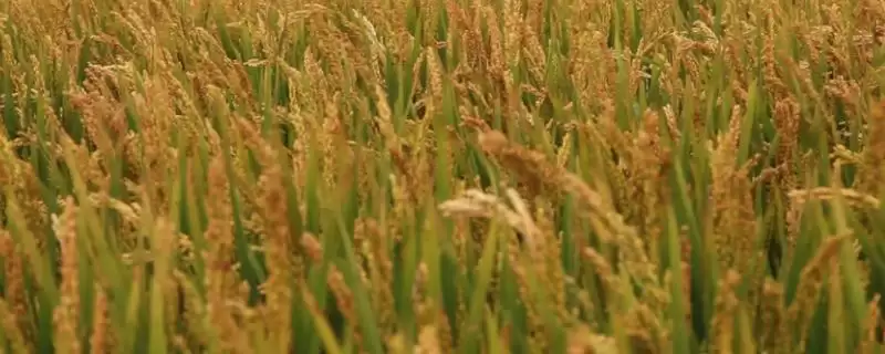 佳香2水稻种子该品种主茎11片叶详情(佳香2水稻种子主茎11片叶详情)?-会东网