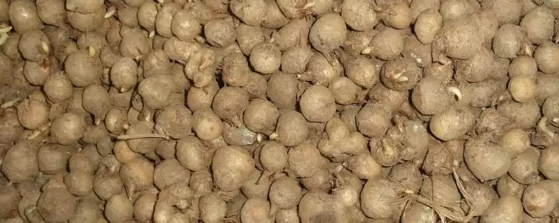 半夏种子播种前用多菌灵浸种处理方法(半夏种子多菌灵浸种处理方法)？-会东网