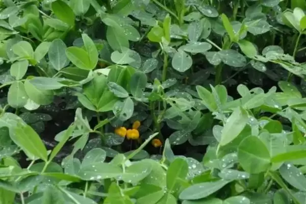 图片[5]-夏花生种植时间及不同地区差异说明(夏花生何时种及地区差异)？-会东网