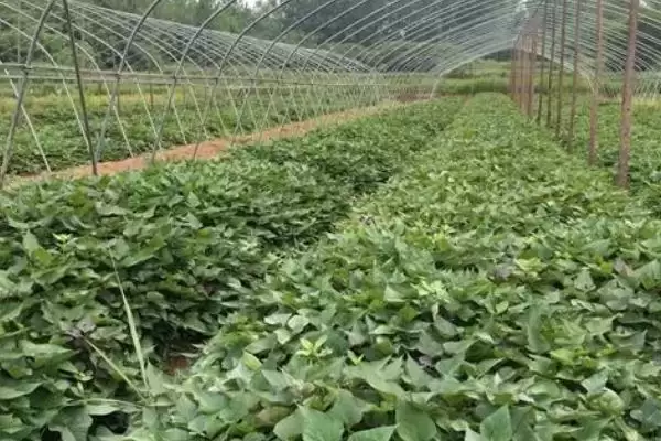 图片[3]-甘薯冷床育苗技术相关要点(甘薯冷床育苗技术简介，需调好温、浇好水、炼好苗等)？-会东网