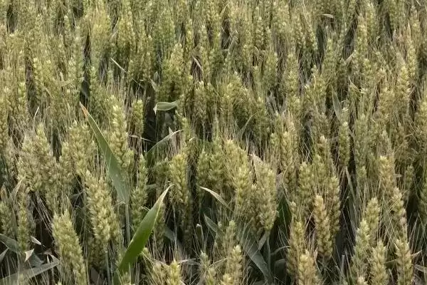 图片[4]-淮麦35小麦种子特点、播种时间(淮麦35小麦种子特点，10月中旬播种)？-会东网