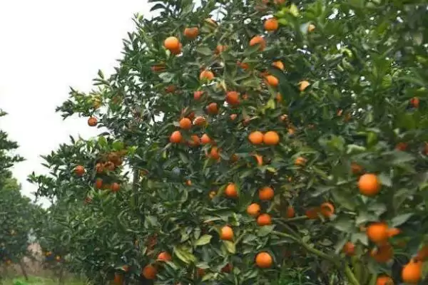 图片[2]-果园种植规划相关要点情况(果园如何种植规划，首先要建造小公路)？-会东网