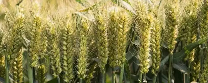 淮麦35小麦种子特点、播种时间(淮麦35小麦种子特点,10月中旬播种)?-会东网
