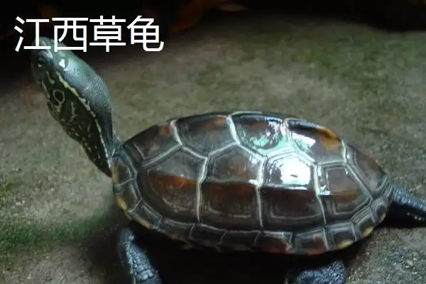 图片[3]-中华草龟分布省份及地区差异情况(中华草龟分布省份及地区差异情况)？-会东网