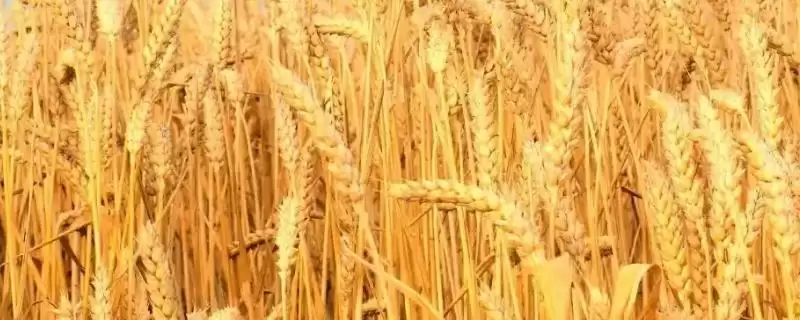 兰天26号小麦种子情况、种植密度(兰天26号小麦种子介绍，种植密度35-40万粒／亩)？-会东网