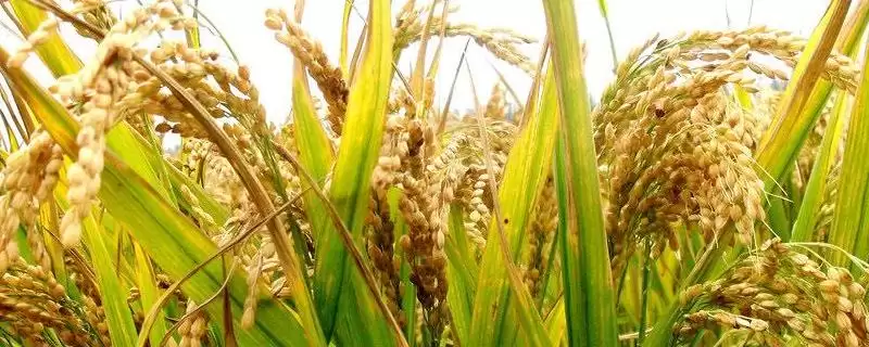 滨黑1号水稻品种是常规中熟粳稻品种(滨黑1号水稻品种常规中熟粳稻有何特性)?-会东网