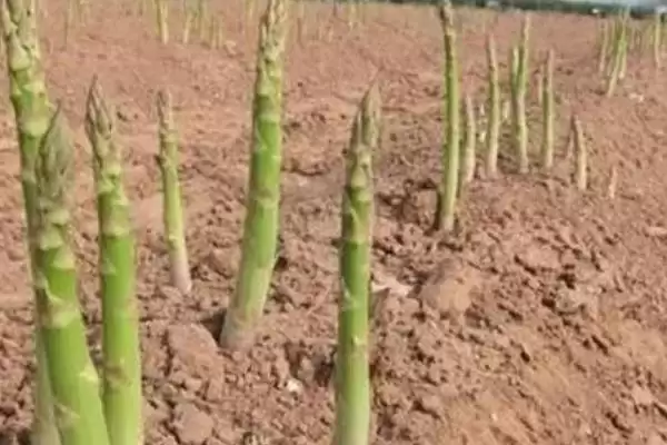 图片[7]-芦笋苗期管理要点(芦笋苗期定植后补苗、中耕除草等)？-会东网
