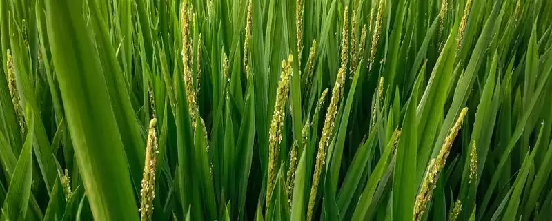 淮稻11号水稻品种一般每亩施纯氮要点(淮稻11号水稻品种每亩施纯氮要点)?-会东网