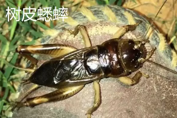 图片[4]-蟋蟀常见品种介绍及中华等品种特点(蟋蟀常见品种及中华等品种特点)？-会东网
