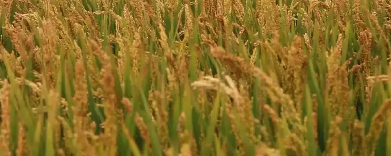 黄软秀占水稻品种中抗稻瘟病详情(黄软秀占水稻品种中抗稻瘟病详情)?-会东网