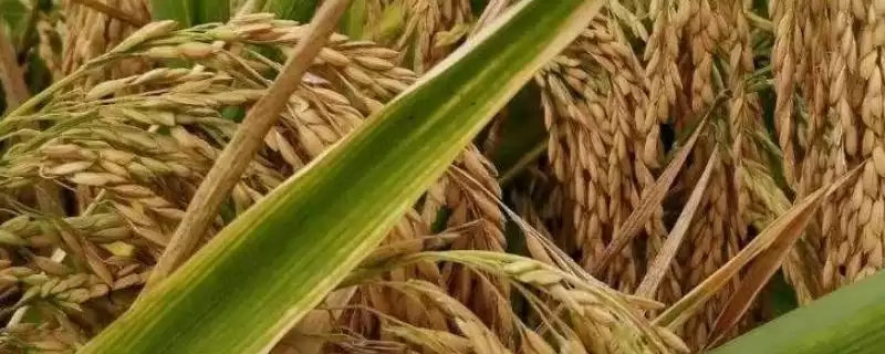 东极源耕6932水稻种是普通粳稻品种(东极源耕6932水稻种普通粳稻品种有何特点)？-会东网