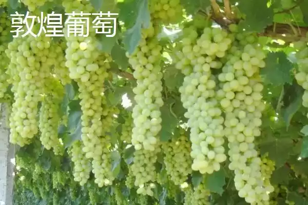 图片[10]-甘肃省天水市的特产水果种类(甘肃省天水市有哪些特产水果，包括秦安蜜桃、秦安苹果、麦积核桃等种类)？-会东网