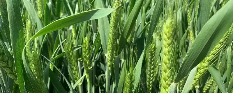 洛旱7号小麦品种播期介绍(洛旱7号适宜播期10月上中旬)?-会东网