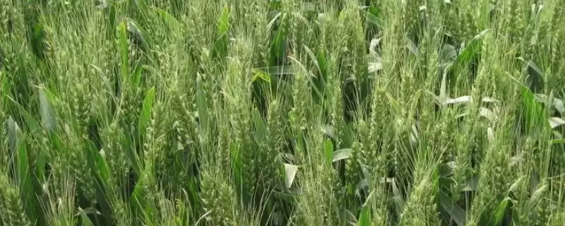 圣麦102小麦品种抗病特性(圣麦102中抗叶锈病)？-会东网
