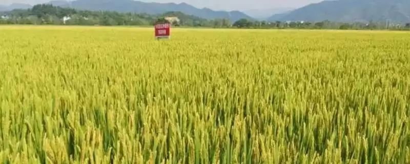 病虫害防治需注意6点误区(病虫害防治误区有何影响及应对方法)？-会东网