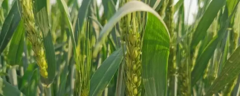 鲁研955小麦种抗病特性(鲁研955抗／中抗白粉病)？-会东网