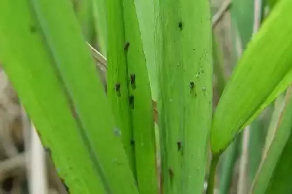 图片[3]-水稻灰飞虱防治方法介绍(水稻灰飞虱于虫卵孵化前清除杂草防虫害)？-会东网