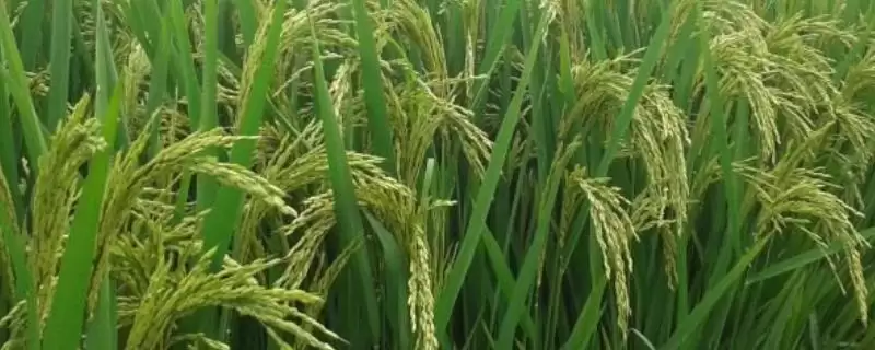 谷神2号适合在长江中下游作一季中稻种植(谷神2号适合在长江中下游作一季中稻种植有何优势)?-会东网