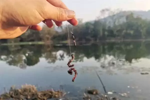 图片[9]-薯香型商品饵料种类介绍(薯香型商品饵料有红薯鲤等常见种类)？-会东网