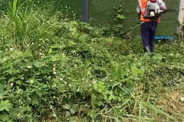 图片[7]-夏大豆高产方法及30厘米行距点播要点(夏大豆如何高产及点播要点)？-会东网