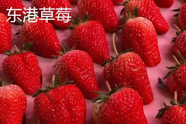 图片[2]-辽宁省丹东市的特色水果相关情况(辽宁省丹东市的特色水果，夏家村草莓达到无公害绿色食品标准)？-会东网