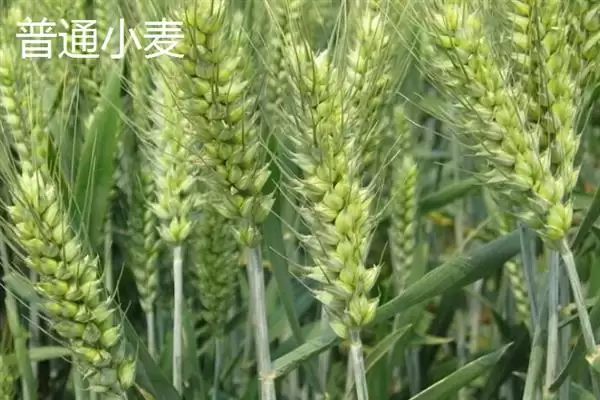 图片[7]-普通小麦比重介绍(一级小麦容重在790g／L以上)？-会东网