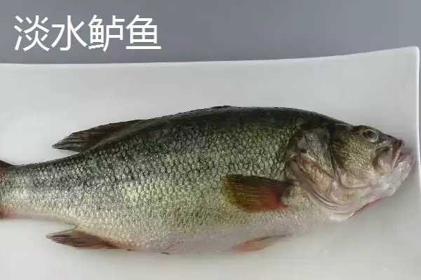 图片[2]-淡水鲈鱼与海鲈鱼的区别(淡水鲈鱼与海鲈鱼的区别，种类、外观和分布地区均不同)？-会东网