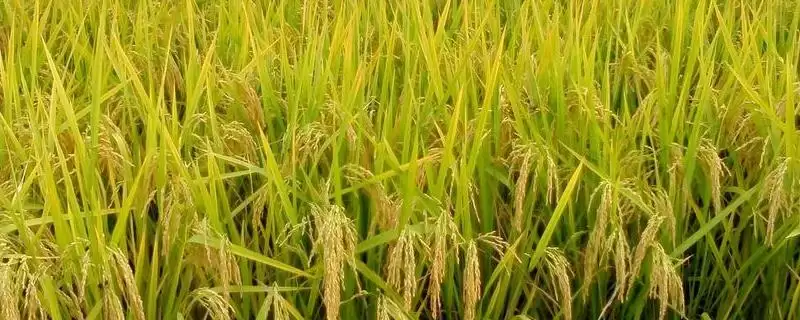 冈优906水稻种子中抗白叶枯病（5级）(冈优906水稻种子中抗白叶枯病5级有何重要性)？-会东网