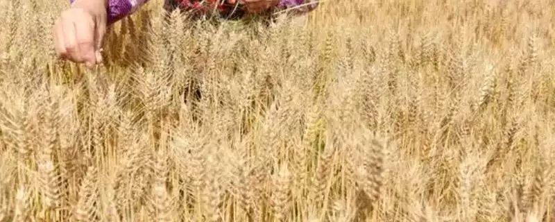 小麦分类依据及播种季节等分类方式(小麦怎么分类及分类依据)?-会东网
