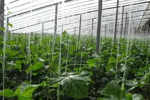 图片[6]-黄瓜有苦味采取选良种等防治措施(黄瓜有苦味选良种等防治措施)？-会东网
