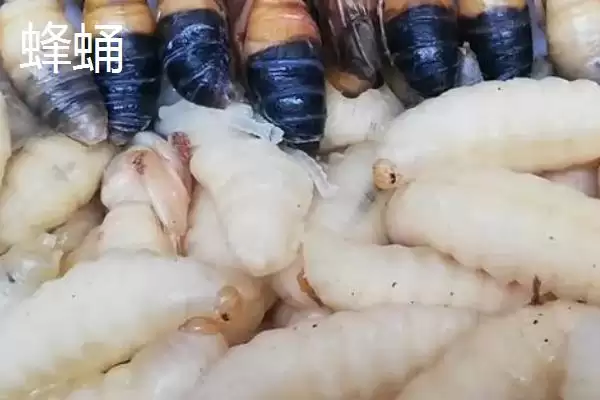 图片[8]-蜂产品之间的区别相关情况(蜂产品之间的区别，来源各不相同)？-会东网