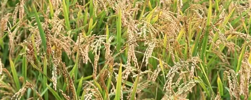 赣引5号水稻种子秧田播种量每亩20.0公斤(赣引5号水稻种子秧田播种量每亩20.0公斤有何标准)？-会东网