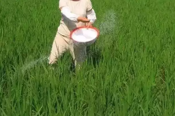 图片[2]-小麦施磷肥方法及氮钾锌肥配施要点(小麦施磷肥咋做及配施要点)？-会东网