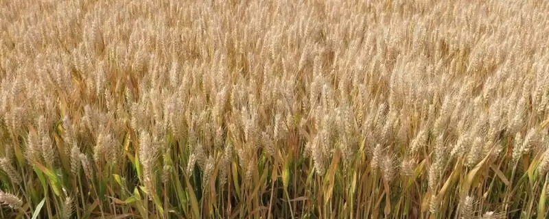 菏麦29小麦种子特征特性、病虫害防治(菏麦29小麦种子特征特性,注意防治纹枯病)?-会东网