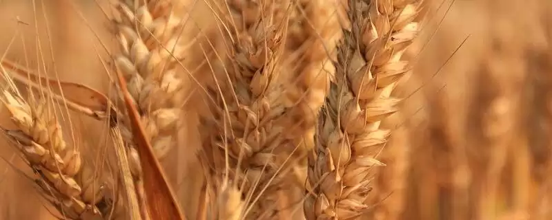 滇麦15号小麦品种特性、生育期(滇麦15号（试验名称：滇麦15号）小麦品种的特性，生育期174天)？-会东网