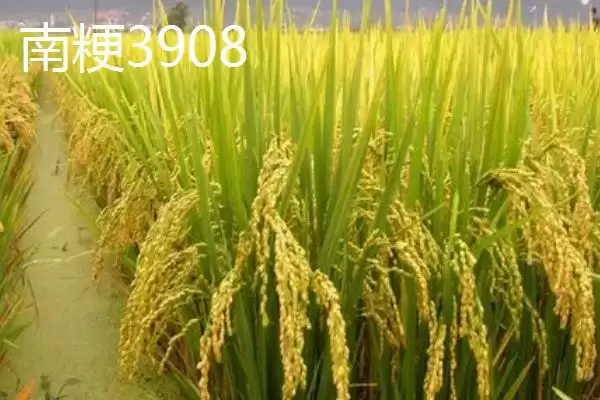 图片[3]-好吃的粳稻品种申优26符合国标一级优质米详情(好吃的粳稻品种申优26国标一级优质米详情)？-会东网