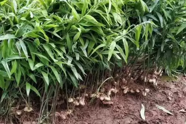 图片[5]-黄精种植方法介绍(黄精生长期间要及时除草)？-会东网