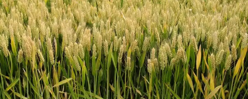 新春37号小麦品种特性与生育期时长(新春37号小麦品种特性及生育期)?-会东网