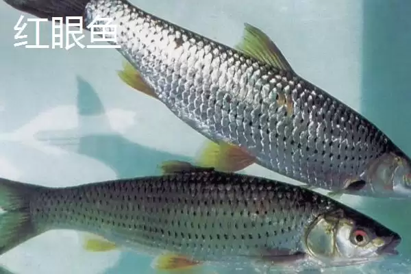 图片[3]-麦鲮鱼和红眼鱼区别介绍(麦鲮鱼圆鳞、吻钝、嘴阔与红眼鱼区别)？-会东网