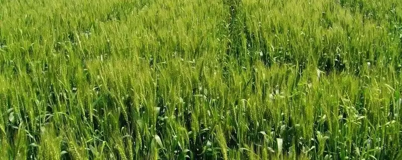 太紫6336小麦品种播期介绍(太紫6336适宜播期9月下旬至10月上旬)?-会东网