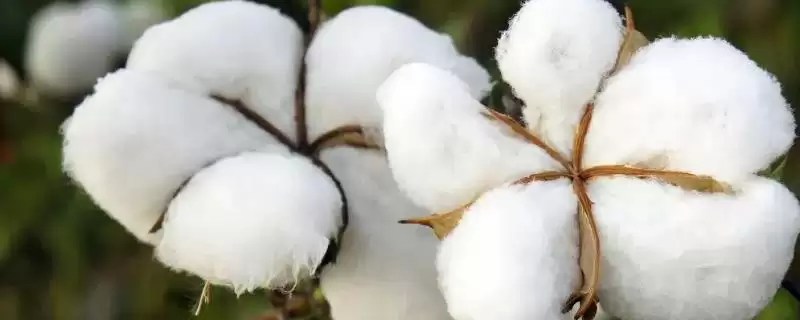 湘杂棉14号棉花种子介绍与稀植特点(湘杂棉14号棉花种子介绍及稀植)?-会东网