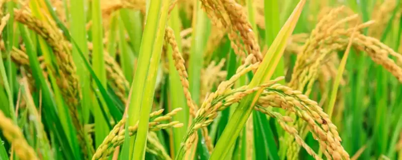 桂丰香占水稻种子手插秧亩播种量要点(桂丰香占水稻种子手插秧亩播种量要点)？-会东网