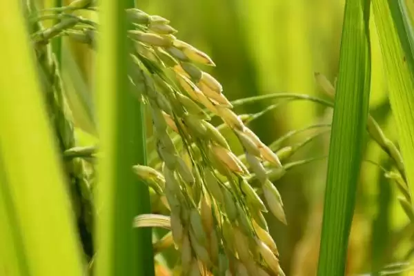图片[2]-嘉优中科1号水稻品种直播稻6月上旬播种要点(嘉优中科1号水稻品种直播稻播种要点)？-会东网