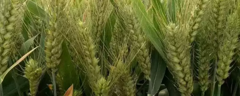 南紫麦298小麦种子防虫要点(南紫麦298适时防治白粉病和赤霉病)?-会东网
