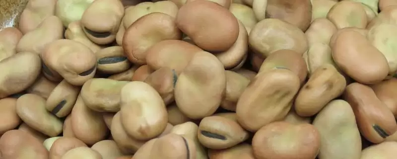 蚕豆种子萌发由子叶提供养分(蚕豆种子萌发养分来源有何作用)?-会东网