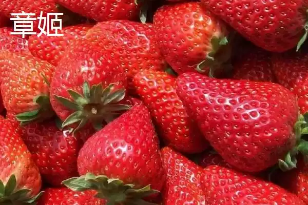 图片[2]-草莓常见品种及章姬佐贺清香等介绍(草莓的常见品种有哪些及介绍)？-会东网